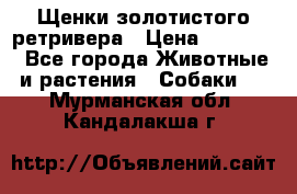 Щенки золотистого ретривера › Цена ­ 15 000 - Все города Животные и растения » Собаки   . Мурманская обл.,Кандалакша г.